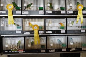 West-Vlaams kampioenschap voor siervogels