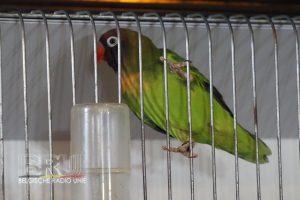 West-Vlaams kampioenschap voor siervogels