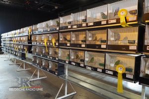 West-Vlaams kampioenschap voor siervogels