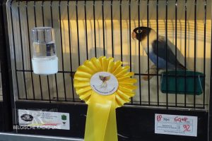 West-Vlaams kampioenschap voor siervogels