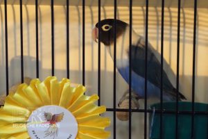 West-Vlaams kampioenschap voor siervogels