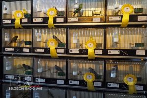 West-Vlaams kampioenschap voor siervogels