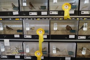 West-Vlaams kampioenschap voor siervogels