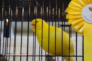 West-Vlaams kampioenschap voor siervogels