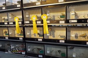 West-Vlaams kampioenschap voor siervogels