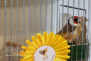 West-Vlaams kampioenschap voor siervogels