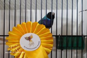 West-Vlaams kampioenschap voor siervogels