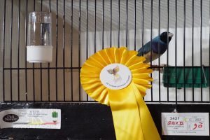 West-Vlaams kampioenschap voor siervogels