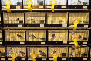 West-Vlaams kampioenschap voor siervogels