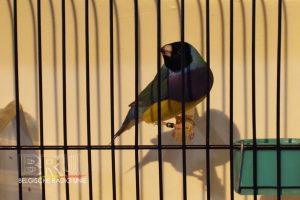 West-Vlaams kampioenschap voor siervogels