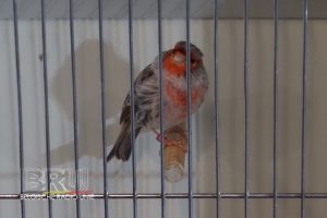 West-Vlaams kampioenschap voor siervogels