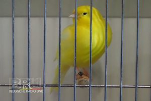 West-Vlaams kampioenschap voor siervogels