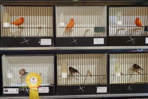West-Vlaams kampioenschap voor siervogels