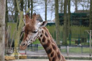 Bellewaerdepark-Giraf-Leeuwen10
