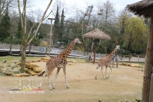 Bellewaerdepark-Giraf-Leeuwen3