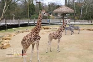 Bellewaerdepark-Giraf-Leeuwen4