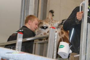 Bellewaerdepark-Giraf-Leeuwen5