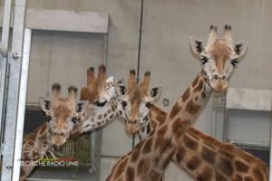 Bellewaerdepark-Giraf-Leeuwen6