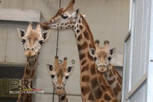 Bellewaerdepark-Giraf-Leeuwen7