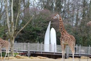 Bellewaerdepark-Giraf-Leeuwen8